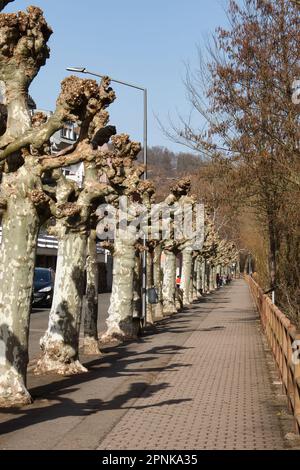 Bad Kreuznach, Germany - February 25, 2021: Trees and their shadows lining a walking path on a sunny winter day in Bad Kreuznach, Germany. Stock Photo