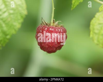 Macro photo of a single raspberry hanging on a twig among the leaves on a blurry green background Stock Photo