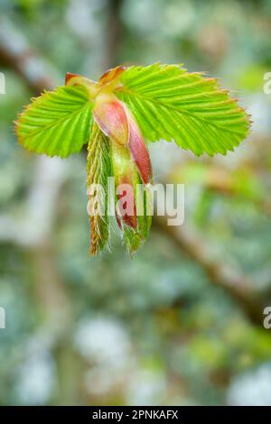 Hornbeam (Carpinus betulus) buds opening in Spring Stock Photo - Alamy