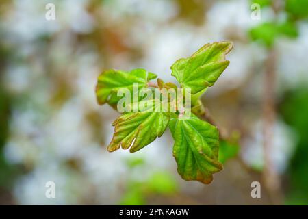 Spring foliage of the Field maple tree. Stock Photo