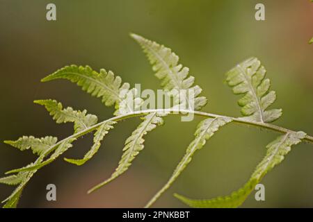 Selective focus of fern frond on natural background Stock Photo