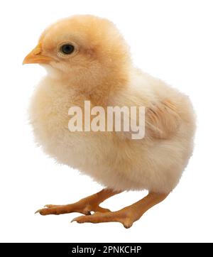 Young yellow buff orpington chicken chick isolated in a studio shot Stock Photo