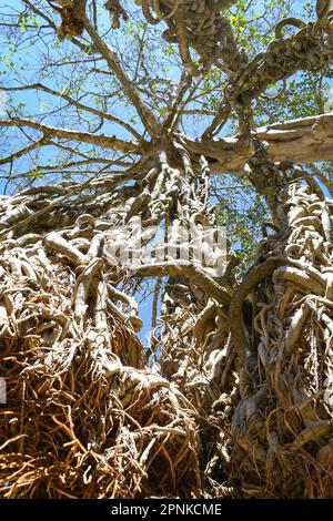 entangled branches of an old tree Stock Photo - Alamy
