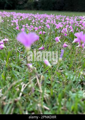 flowering clovers in the field Stock Photo