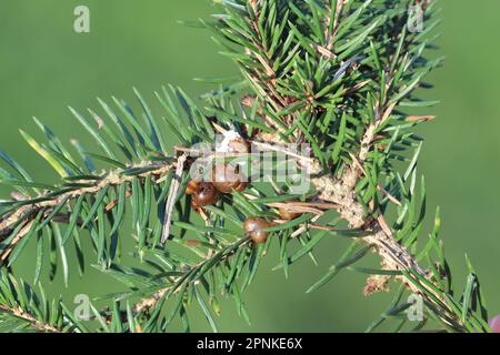 Spruce Insect Scale Spruce bud scale (Physokermes piceae) scale insects known as the bud ...