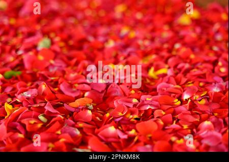 Red Rose petals spread on the surface for background. Used selective focus. Stock Photo