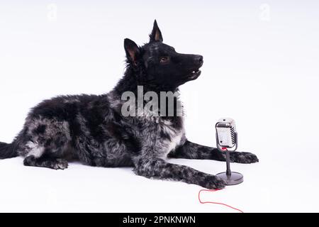 Beatiful mudi dog singing into microphone in studio ehite background Stock Photo