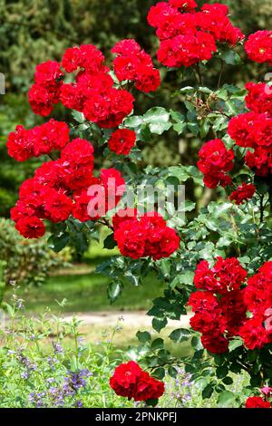 Red rose garden Roses Stock Photo