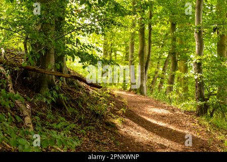 An inviting hiking trail leads around a beech tree through a light-filled forest, Teutoburg Forest, Germany Stock Photo