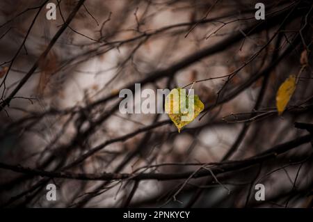 Yellow leaf on a tree branch. Autumn Stock Photo