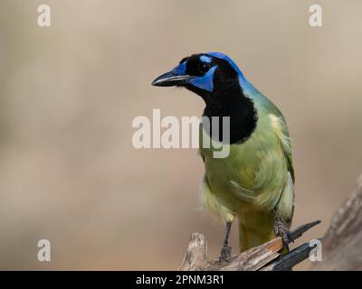 Close-up of a green jay looking left with windblown feathers perched on a dead tree limb. Image has copy space. Stock Photo