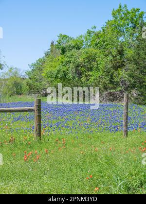 A springtime meadow in Texas filed with bluebonnet and indian paintbrush flowers. Stock Photo