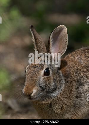 Close up portrait of the head and chest of an Eastern cottontail rabbit in the wild in Texas., Photographed with a shallow depth of field. Stock Photo