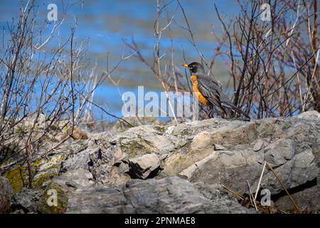 Robin in early spring foraging for food Stock Photo