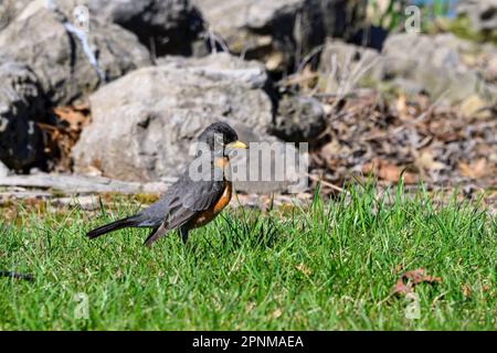 Robin in early spring foraging for food Stock Photo