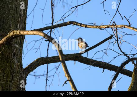 Robin in early spring foraging for food Stock Photo