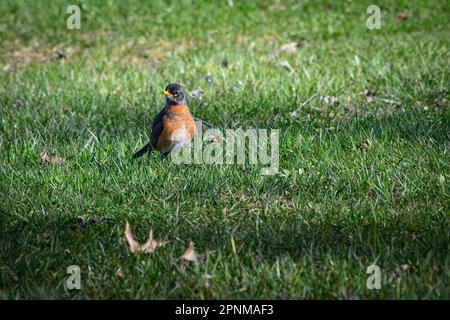 Robin in early spring foraging for food Stock Photo