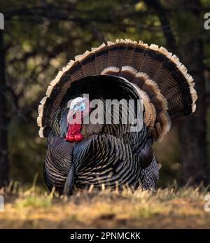 Close up of mature Merriam's wild turkey (meleagris gallopavo) tom in full strut spring Colorado, USA Stock Photo