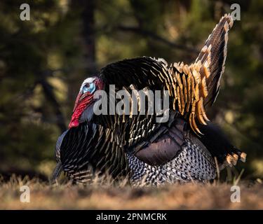 Close up of mature Merriam's wild turkey (meleagris gallopavo) tom in full strut spring Colorado, USA Stock Photo