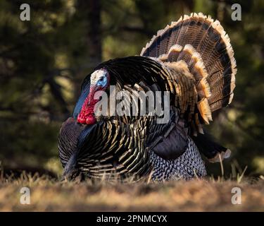 Close up of mature Merriam's wild turkey (meleagris gallopavo) tom in full strut spring Colorado, USA Stock Photo