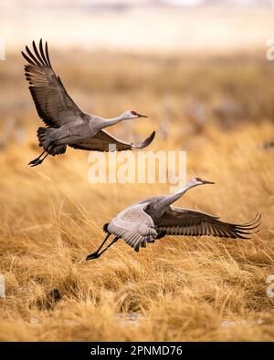 Sandhill Cranes - Grus canadensis - taking flight on overcast morning during spring migration Monte Vista National Wildlife Refuge Monte, Colorado Stock Photo