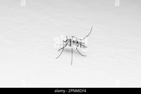 Close up a Mosquito on white floor, Isolated background, Macro photo. Stock Photo