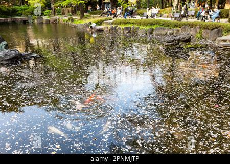 Tokyo April 2023, Shinchi Gardens the Sacred Pond Garden in the grounds of Yasukini shrine in Chiyoda City,Tokyo,Japan Stock Photo