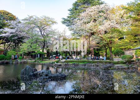 Tokyo April 2023, Shinchi Gardens the Sacred Pond Garden in the grounds of Yasukini shrine in Chiyoda City,Tokyo,Japan Stock Photo