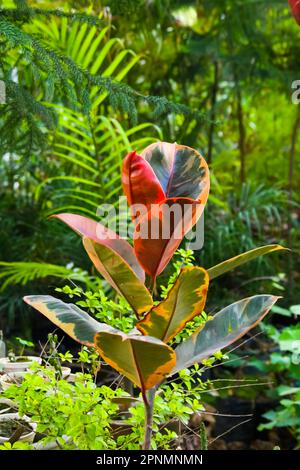 Amazing nature view of green leaf on blurred greenery background in garden and sunlight with copy space using as background natural green plants lands Stock Photo