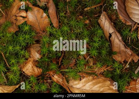 Autumnal background with green moss and brown leaves on the forest floor Stock Photo