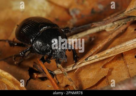 Close up of a wood dung beetle on brown leaves in forest Stock Photo