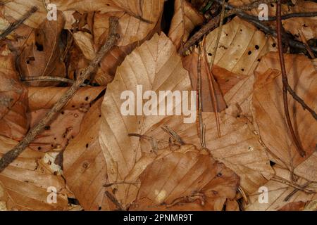 Autumnal background with brown beech leaves, pine needles and small wooden twigs on the forest floor Stock Photo