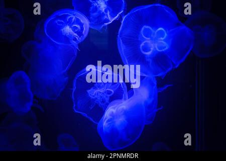 Sarasota, United States. 19th Apr, 2023. Moon jellyfish (Aurelia aurita) swims in an aquarium at the Mote Marine Laboratory. (Photo by Camilo Freedman/SOPA Images/Sipa USA) Credit: Sipa USA/Alamy Live News Stock Photo
