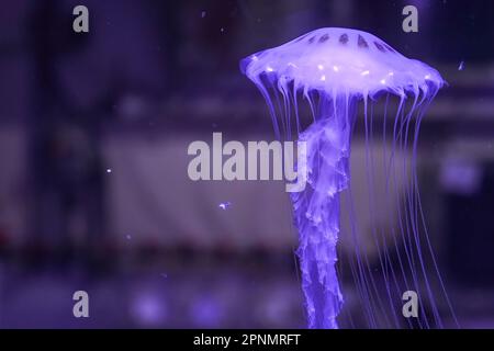 Sarasota, United States. 19th Apr, 2023. A moon jellyfish (Aurelia aurita) swims in an aquarium at the Mote Marine Laboratory. (Photo by Camilo Freedman/SOPA Images/Sipa USA) Credit: Sipa USA/Alamy Live News Stock Photo