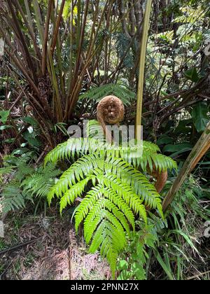 Fern leaf at Volcano National Park on Hawaii Stock Photo