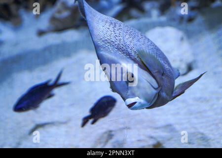 Sarasota, USA. 19th Apr, 2023. A gray angelfish (Pomacanthus arcuatus) swims in the Mote Marine Laboratory. Credit: Camilo Freedman/dpa/Alamy Live News Stock Photo