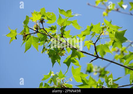 Divergent Maple, Acer cappadocicum subsp. divergens Stock Photo