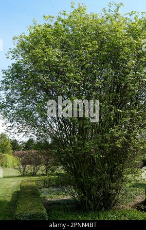 Divergent Maple, Acer cappadocicum subsp. divergens, Shape, Tree Stock Photo