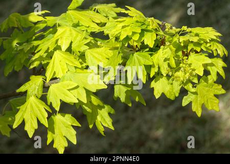 Field maple, Acer campestre 'Postelense' Acer campestre Leaves Yellow colour on a branch Spring new leaves Stock Photo