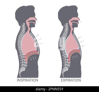 Thoracic cavity, illustration Stock Photo - Alamy