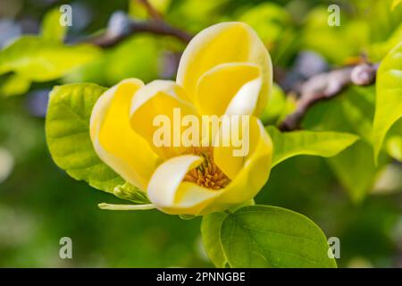 Yellow flowering magnolia (Magnolia x brooklynensis) Yellow Bird, Exotic Garden of the University of Hohenheim, Stuttgart, Baden-Wuerttemberg, Germany Stock Photo