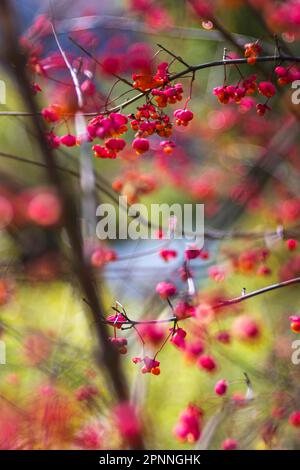 Common spindle bush (Euonymus europaeus), spindle tree, ripe fruits in autumn, Muensingen, Baden-Wuerttemberg, Germany Stock Photo