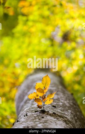 Colourful leaves of a beech (Fagus), Swabian Alb forest in autumn, Roemerstein, Baden-Wuerttemberg, Germany Stock Photo