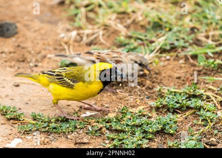 Southern masked weaver (Ploceus velatus) bird male in breeding plumage foraging on the ground closeup in South Africa Stock Photo