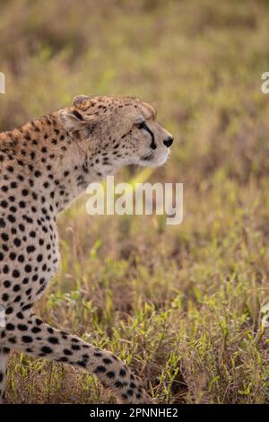 A cheetah, taita hills wildlife sanctuary in Tsavo East National Park, Kenya Stock Photo