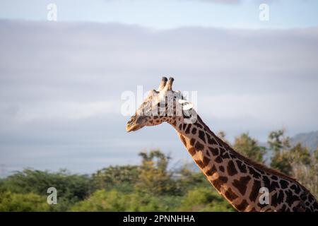 Single giraffe, Masai giraffe (Giraffa tippelskirchi) (Artiodactyla), in the savannah bush landscape. portrait of the head from the side in Tsavo Stock Photo