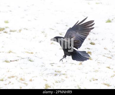 Black craw landing on a snow covered meadow Stock Photo