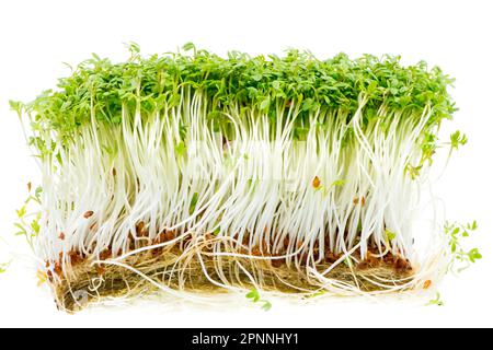 Bunch of isolated garden cress sprouts Stock Photo