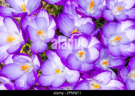 Macro of a group of purple crocus blossoms Stock Photo