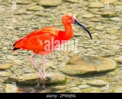 Red Scarlet Ibis (Eudocimus ruber) wading through the water Stock Photo